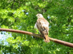 Buteo jamaicensis