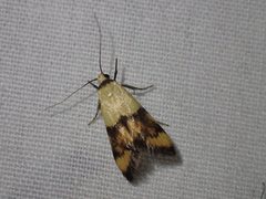 Temnogyropa stenomorpha