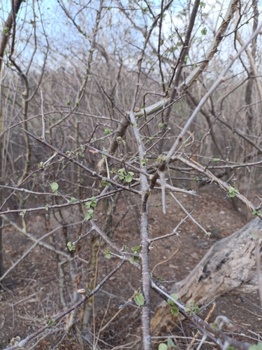 Commiphora wightii