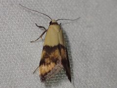 Temnogyropa stenomorpha