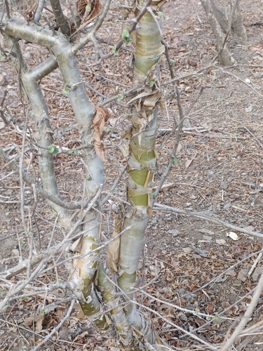 Image of Commiphora wightii by (c) Malaika Mathew Chawla, some rights reserved (CC BY)