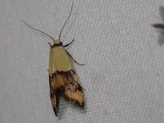 Temnogyropa stenomorpha