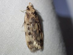 Barea exarcha