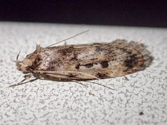 Barea exarcha