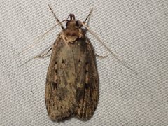 Barea exarcha