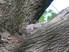 Sciurus carolinensis