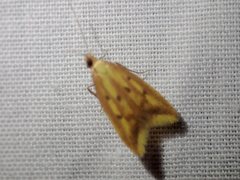 Aeolothapsa malacella