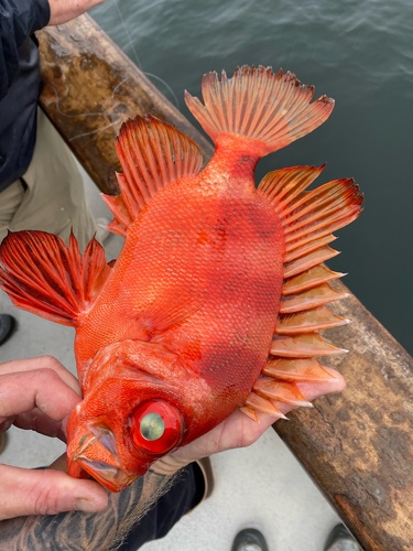 Popeye catalufa (Pristigenys serrula) — Priacanthidae — 3