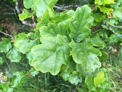Quercus robur