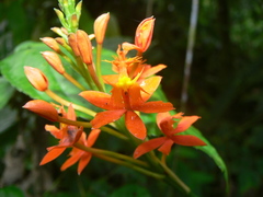 Epidendrum radicans