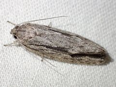 Agriophara leptosemela