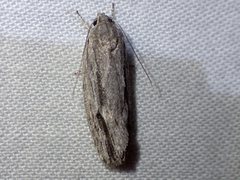 Agriophara leptosemela