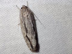 Agriophara leptosemela