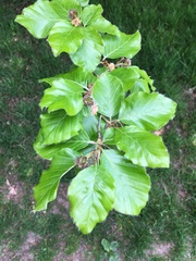 Fagus sylvatica