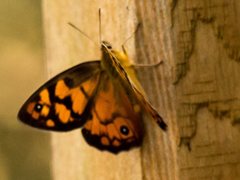 Heteronympha penelope