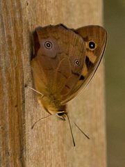 Heteronympha penelope