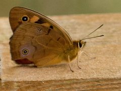 Heteronympha penelope