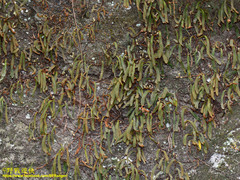 Pyrrosia linearifolia