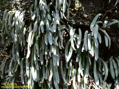 Pyrrosia linearifolia