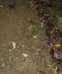 Rhinobothryum bovallii