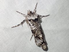 Archaeoses polygrapha