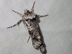 Archaeoses polygrapha