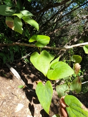 Dioscorea pteropoda image