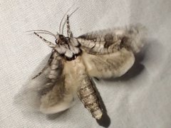 Archaeoses polygrapha