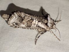 Archaeoses polygrapha