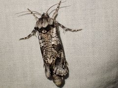 Archaeoses polygrapha