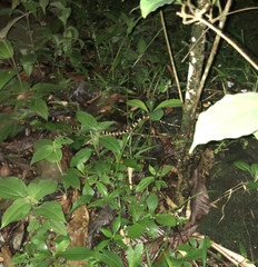 Rhinobothryum bovallii