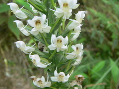 Habenaria monorrhiza