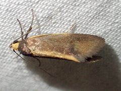 Delexocha ochrocausta