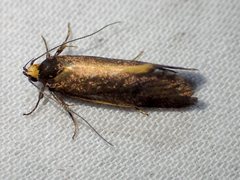 Delexocha ochrocausta