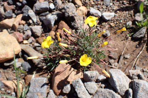 Image of Oxalis capillacea by (c) Nicola van Berkel, some rights reserved (CC BY-SA)