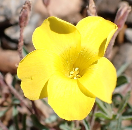 Image of Oxalis capillacea by (c) Nicola van Berkel, some rights reserved (CC BY-SA)