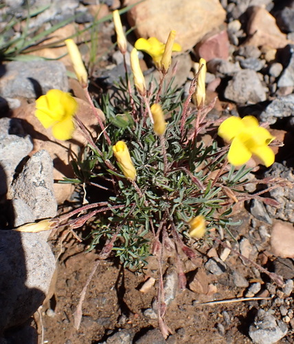 Image of Oxalis capillacea by (c) Nicola van Berkel, some rights reserved (CC BY-SA)