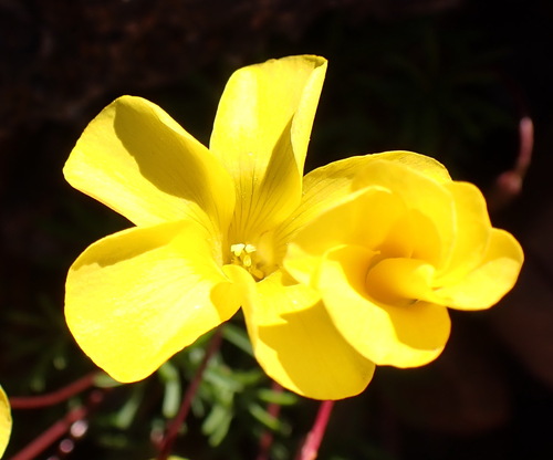 Oxalis capillacea (Oxalis capillacea)
