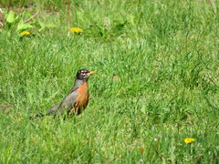 Turdus migratorius