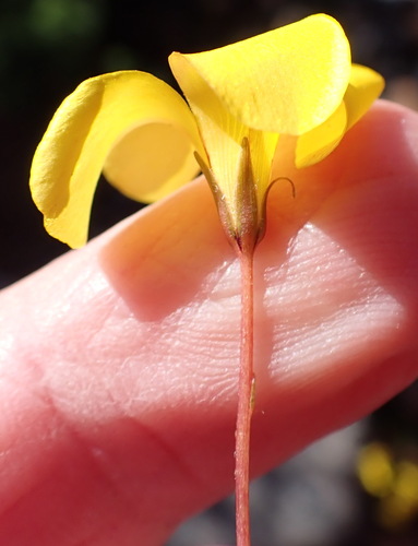 Image of Oxalis capillacea by (c) Nicola van Berkel, some rights reserved (CC BY-SA)