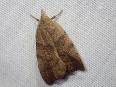 Tortricopsis euryphanella