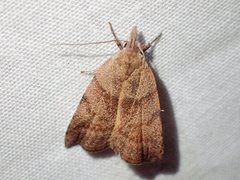 Tortricopsis euryphanella