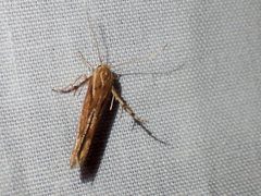 Stathmopoda cephalaea