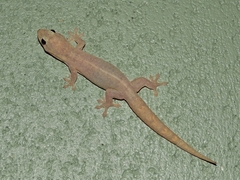 Gehyra australis