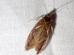 Hoplomorpha