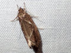 Hoplomorpha