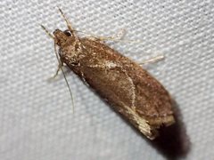 Hoplomorpha