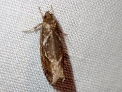 Hoplomorpha
