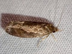 Hoplomorpha