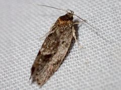 Hoplomorpha